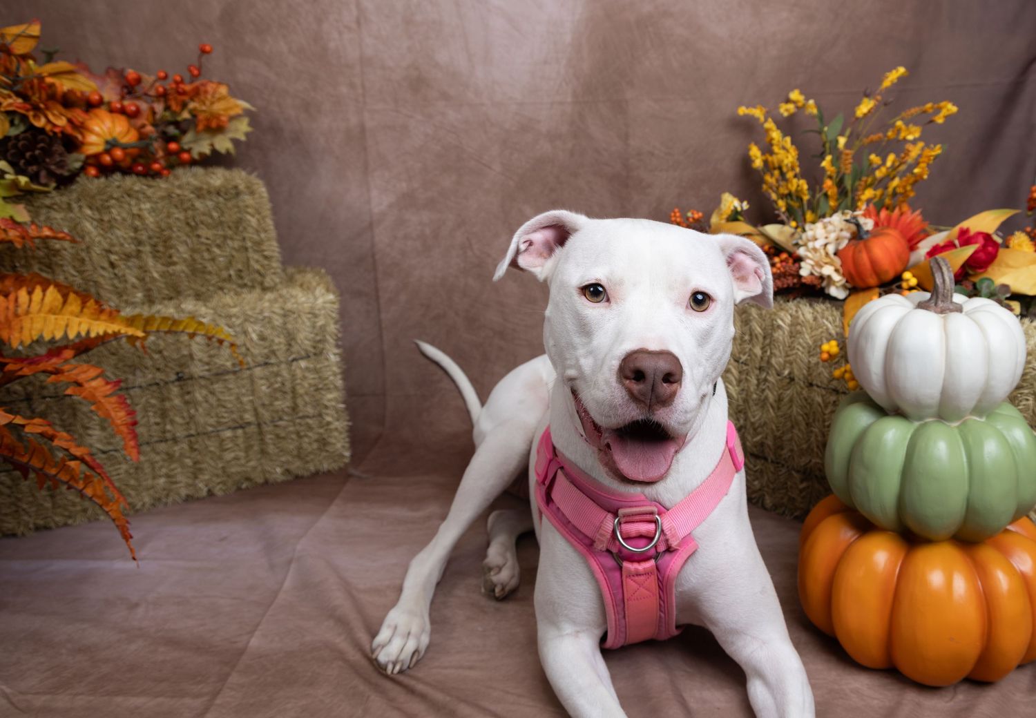 Smiling white dog in a pink harness sits beside hay bales, colorful pumpkins and fall foliage in a studio setting.