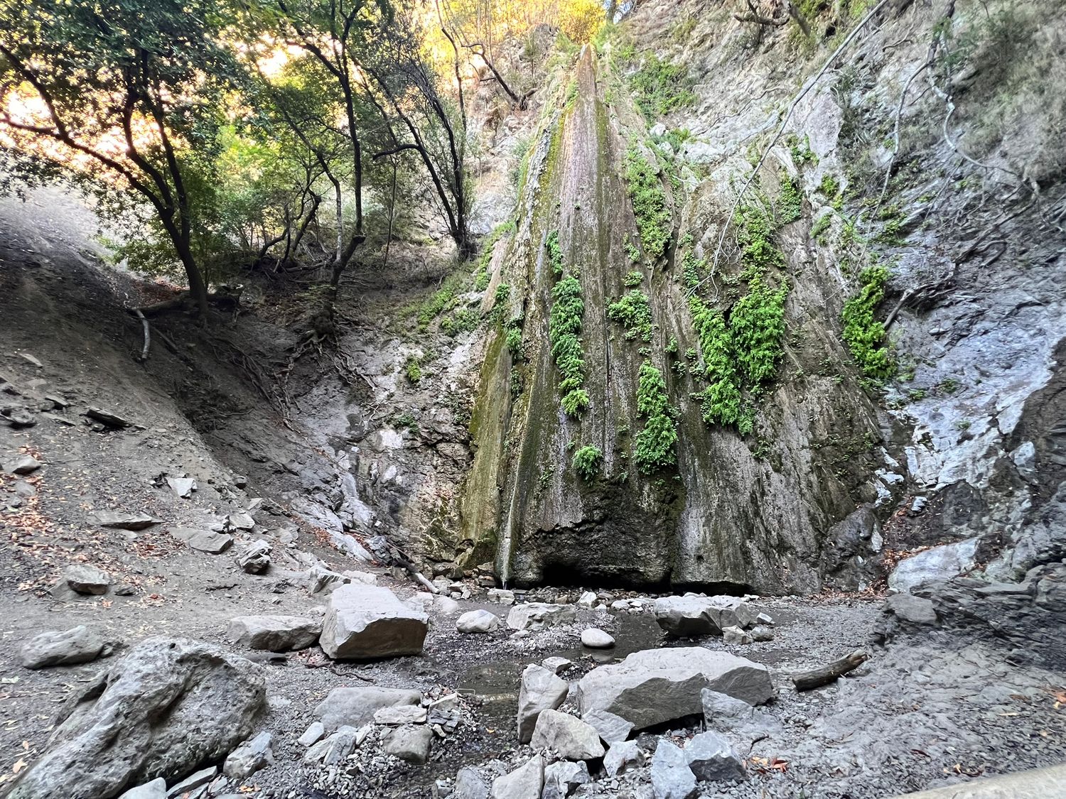 Moss-covered rocky cliff face with lush green vegetation and trees in a natural gorge setting.