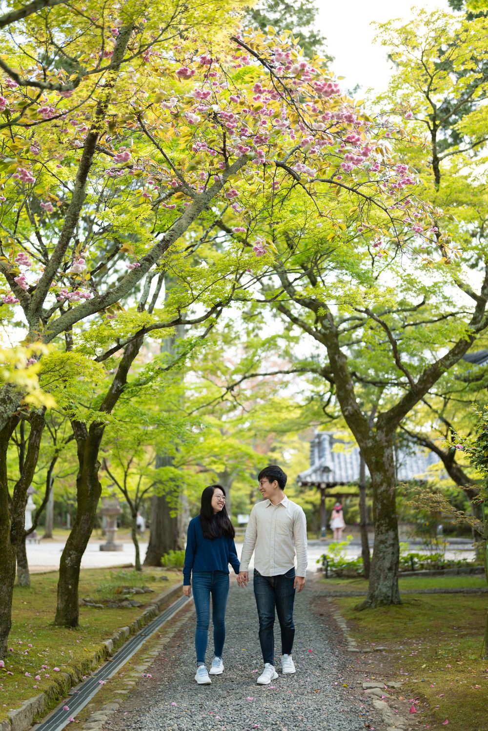 Young couple holding hands and walking along a gravel path beneath blooming cherry trees in a peaceful Japanese garden.