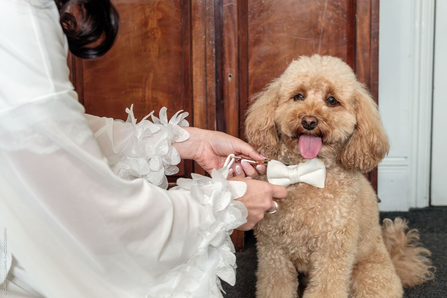 Bride in white dress attaching a bow tie to a fluffy golden poodle sitting by a wooden door.