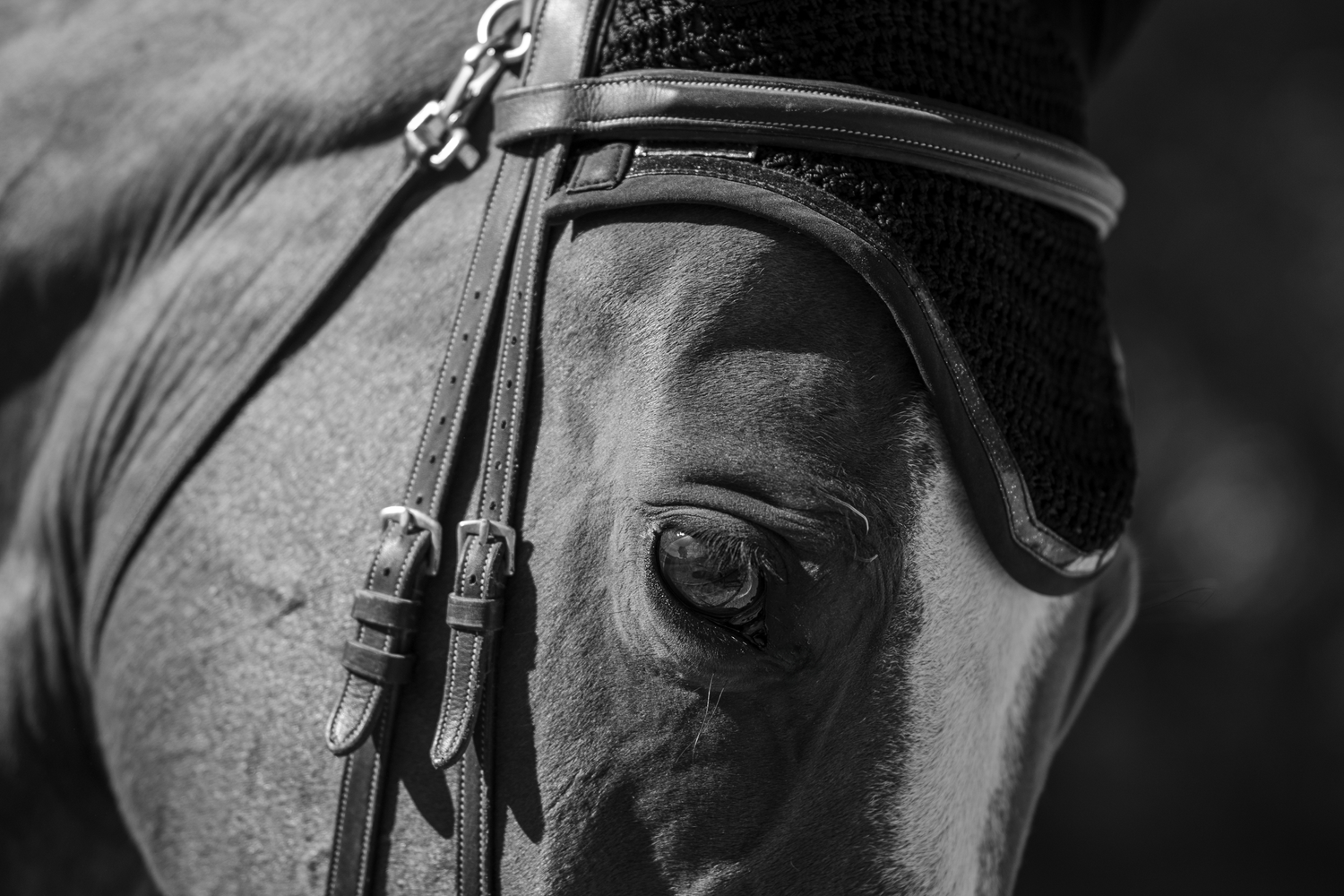 Photo détail cheval en concours