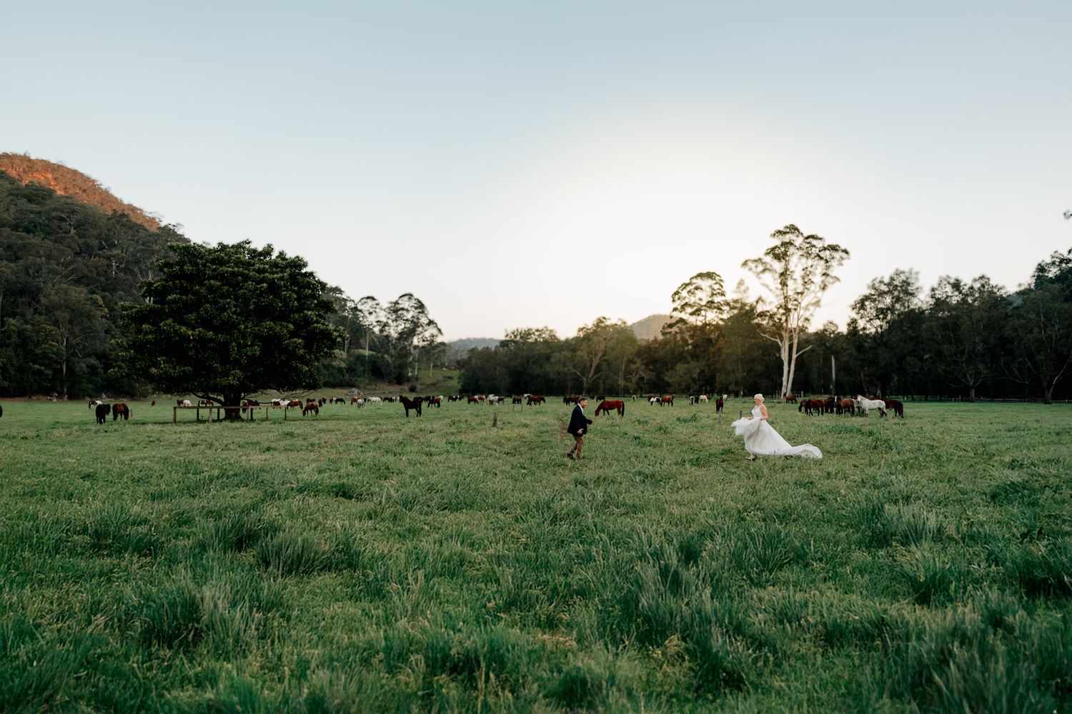 Bride and groom in a lush green field at golden hour with horses grazing and mountains in the background.
