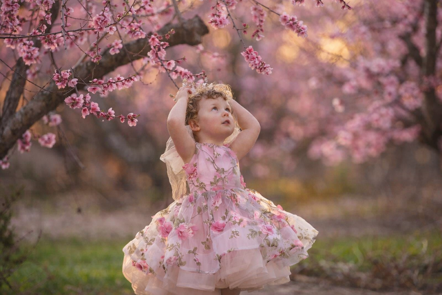 Little girl in a floral tulle dress reaches up toward pink blossoms in a blooming spring orchard.