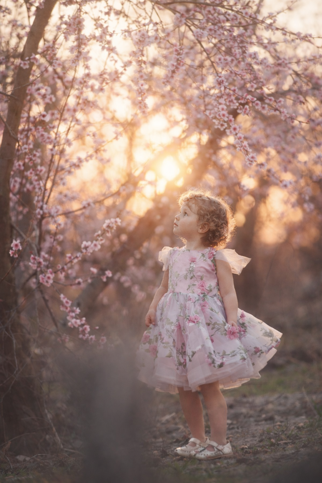 Curly-haired toddler in a pink floral dress gazes up at blooming cherry blossom branches in warm golden sunset light.