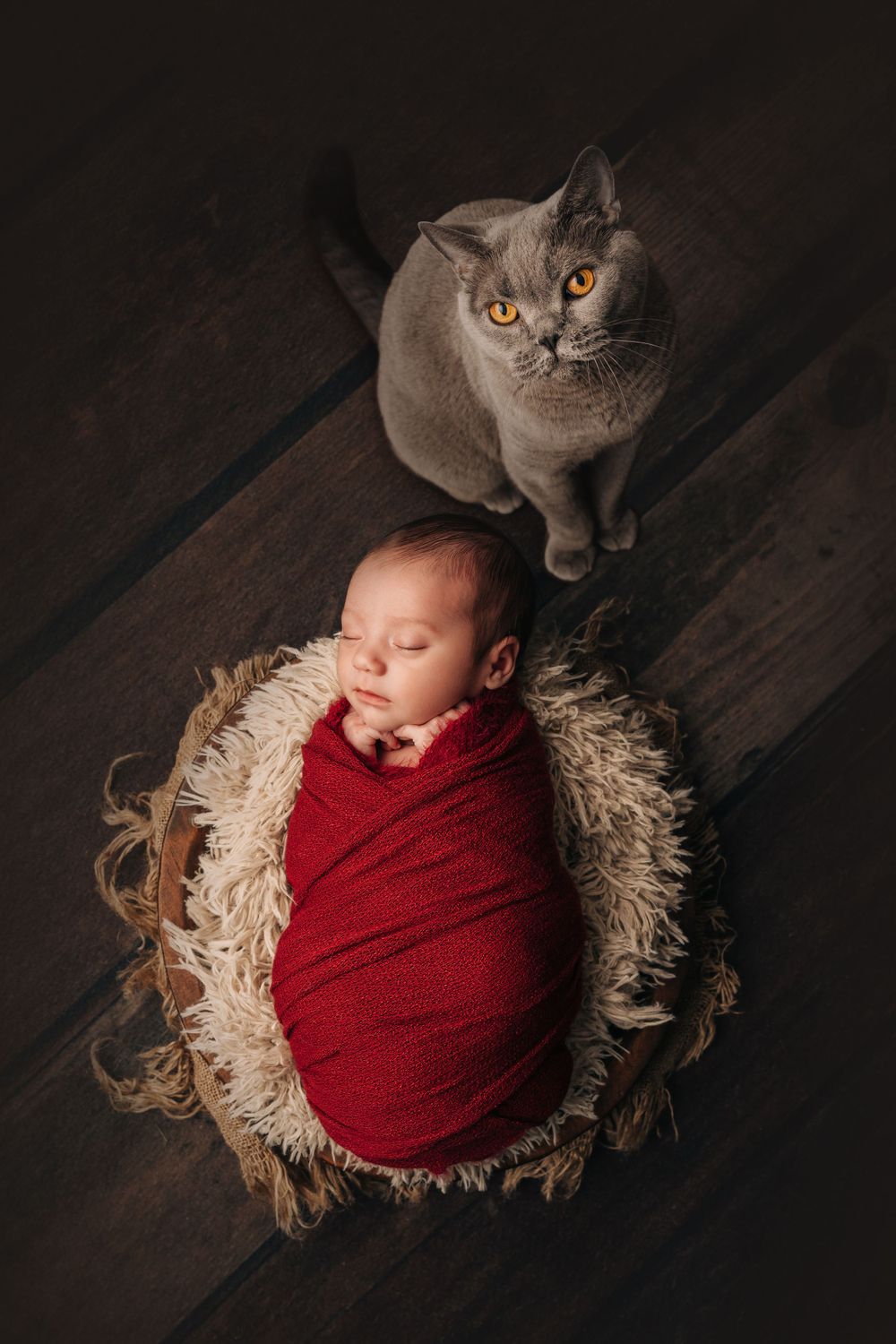 Newborn baby wrapped in red swaddle with gray cat watching from behind on dark wooden floor.