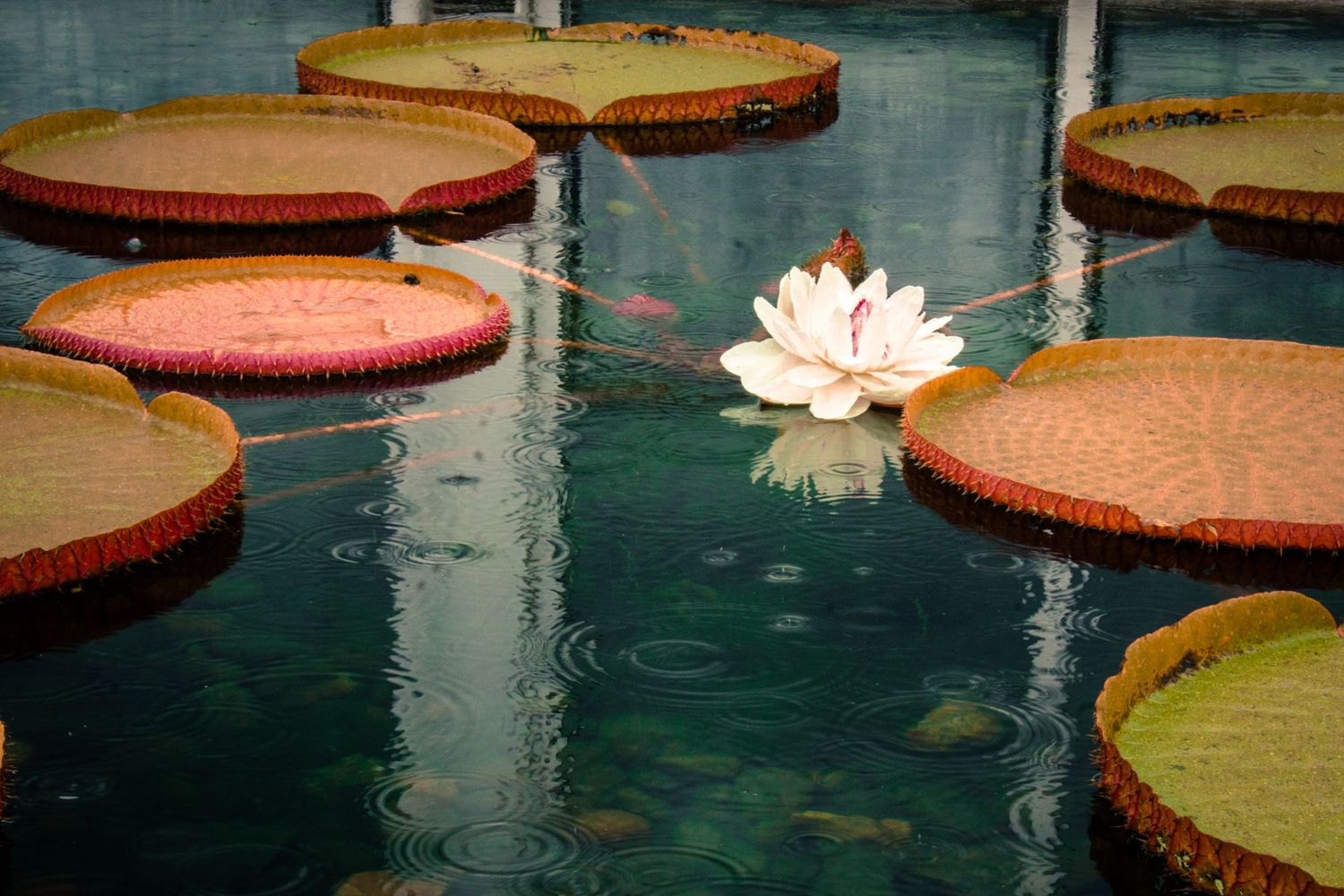 White lotus flower blooming among large circular lily pads in turquoise water.