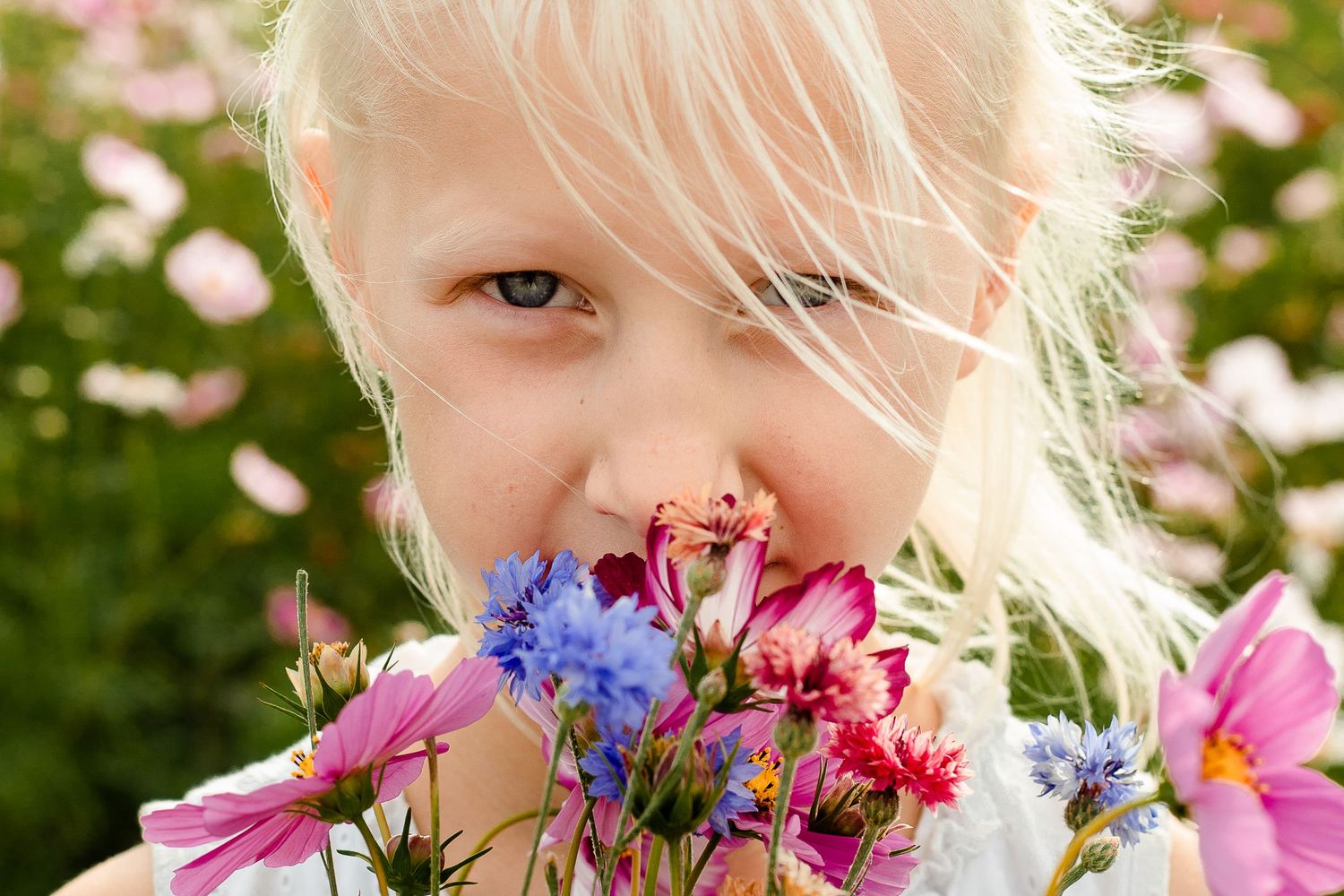 At Sam's Sunflowers on Hayling Island, Hampshire, a girl stands amongst the wildflowers.