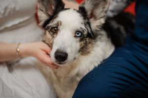 A beautiful merle Border Collie with heterochromia eyes being gently petted by its owners.