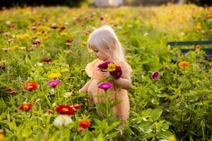 Person reaching to pick flowers in a vibrant garden filled with colorful zinnias and wildflowers on a sunny day.