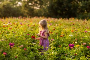 A figure in a purple dress stands among colorful zinnias blooming in a summer garden at golden hour.