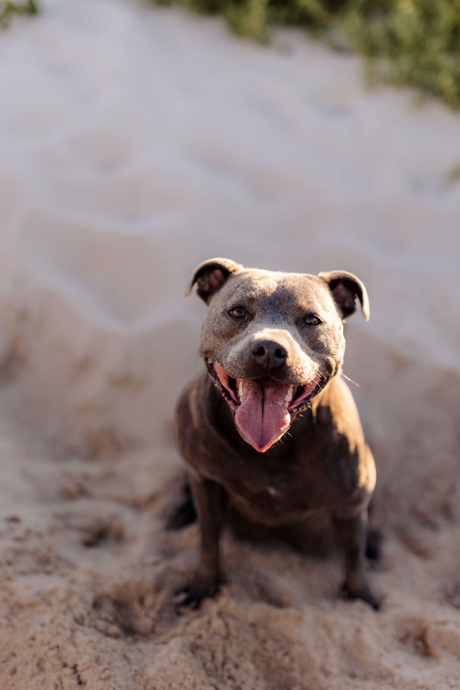 A happy gray Pit Bull dog sitting on sandy beach with tongue out, looking at camera in golden sunlight.