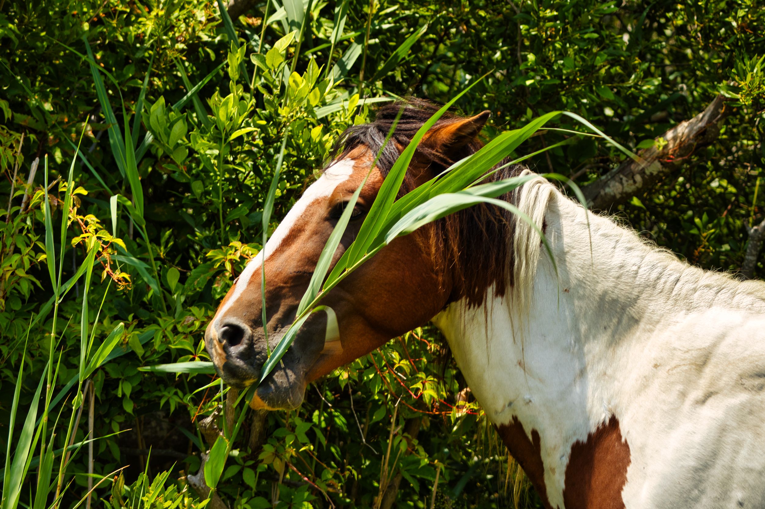 Assateague island maryland horse