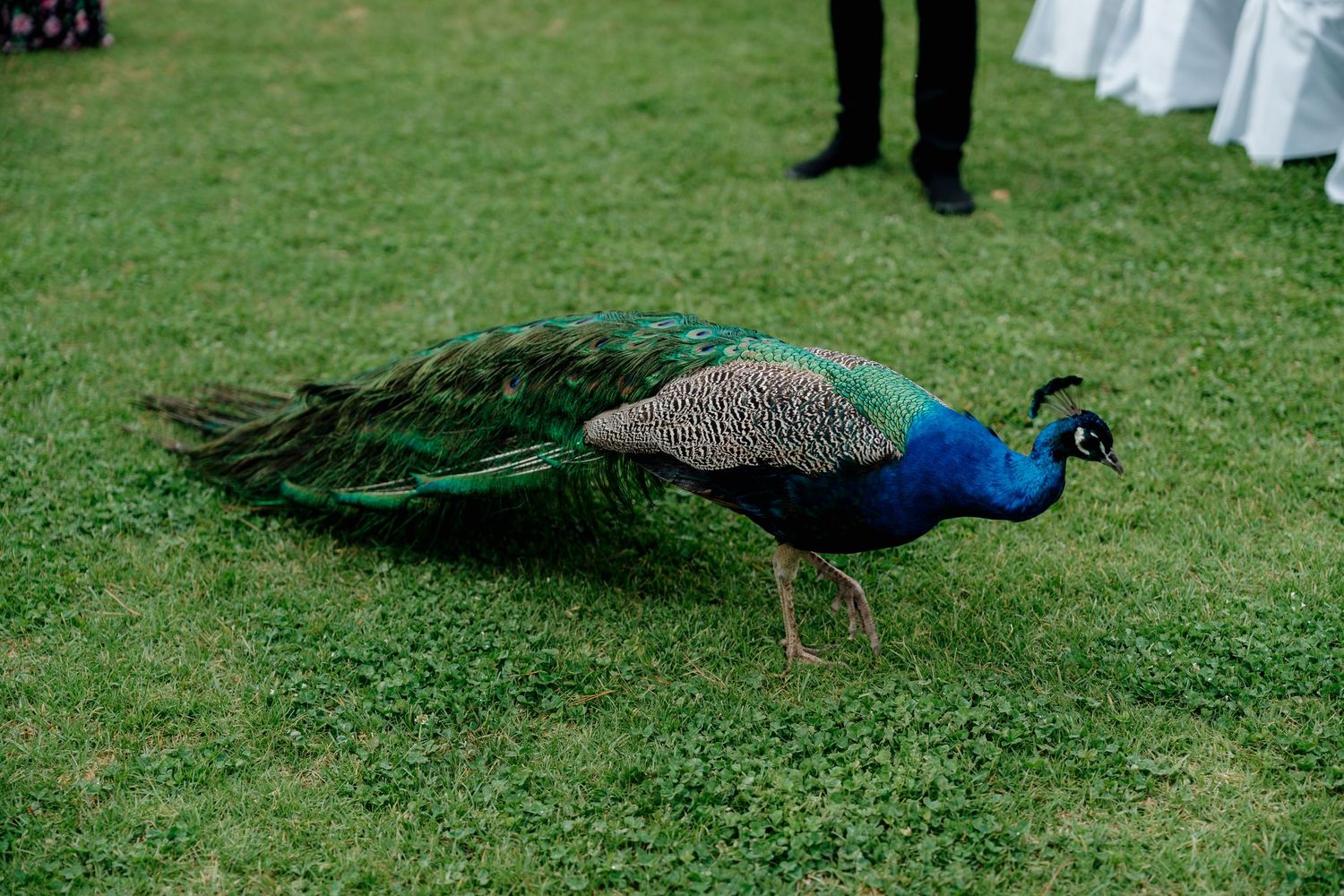 A vibrant peacock with iridescent blue-green plumage walks on lush green grass at an outdoor event.