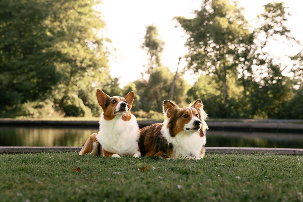 Two Pembroke Welsh Corgi dogs lying on green grass in a sunny park with trees and a pond in the background.