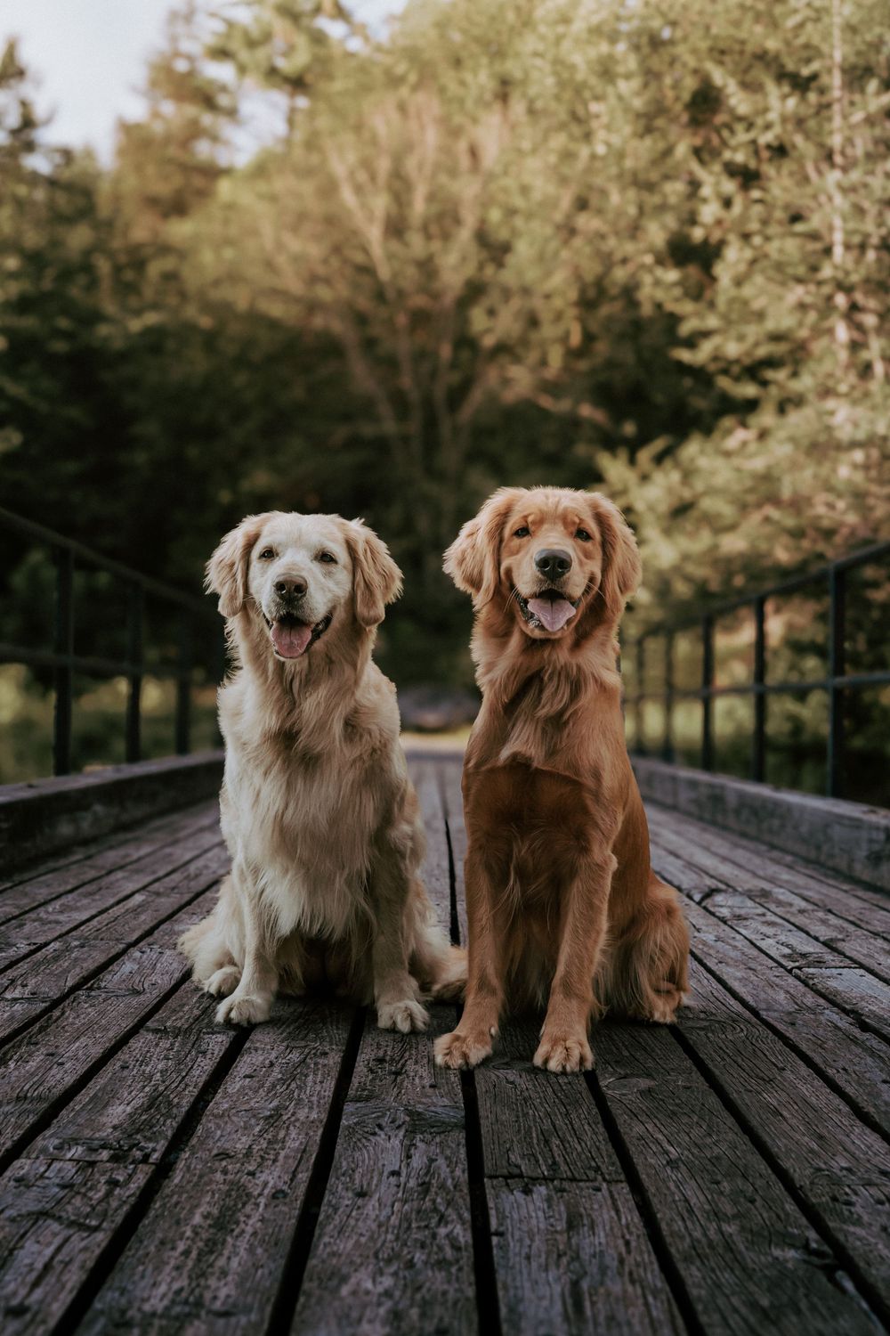 Two golden retrievers sitting side by side on a wooden bridge surrounded by lush green trees.