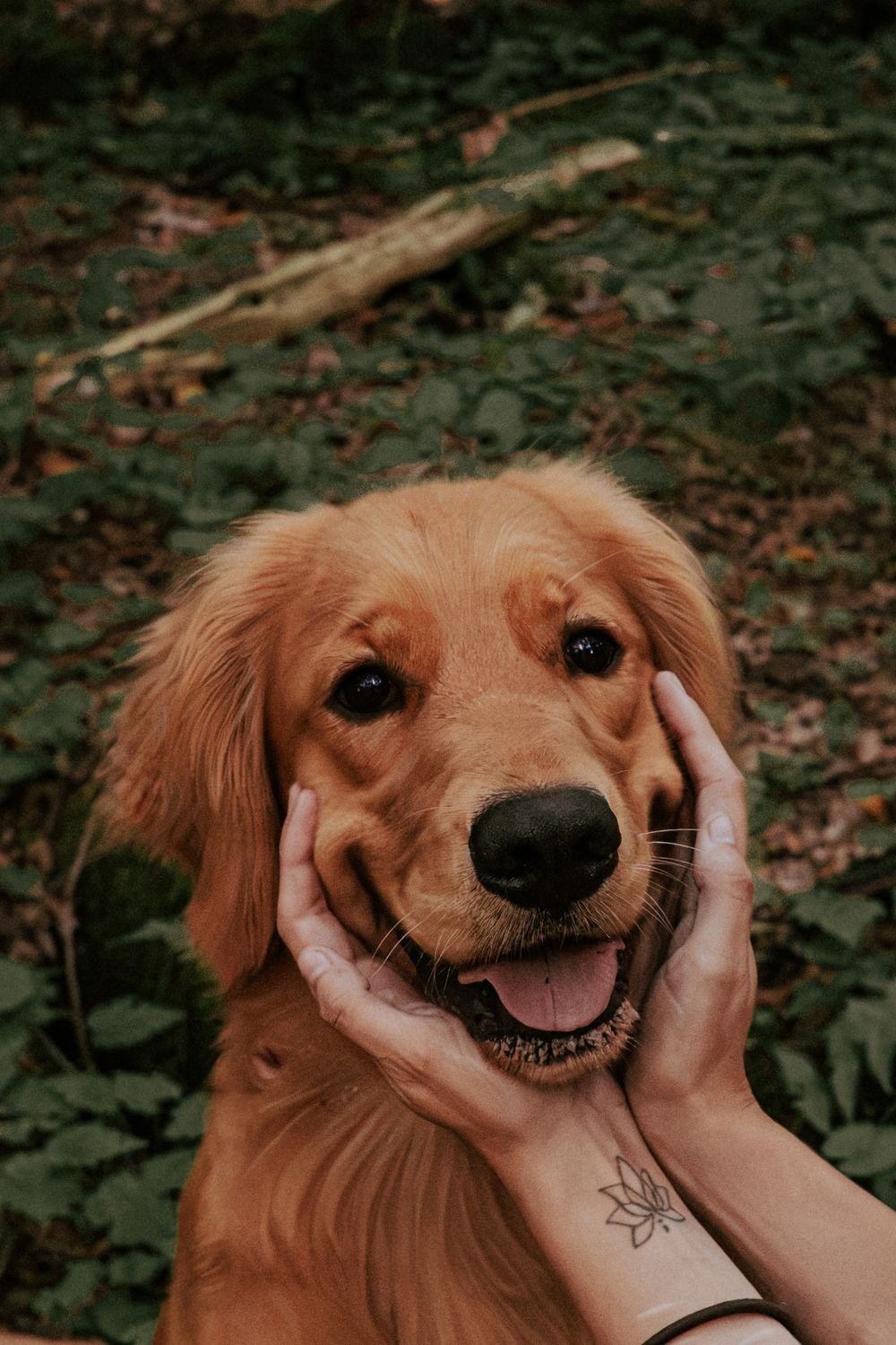 Hands with a lotus tattoo cupping the smiling face of a golden retriever puppy in a lush green forest.