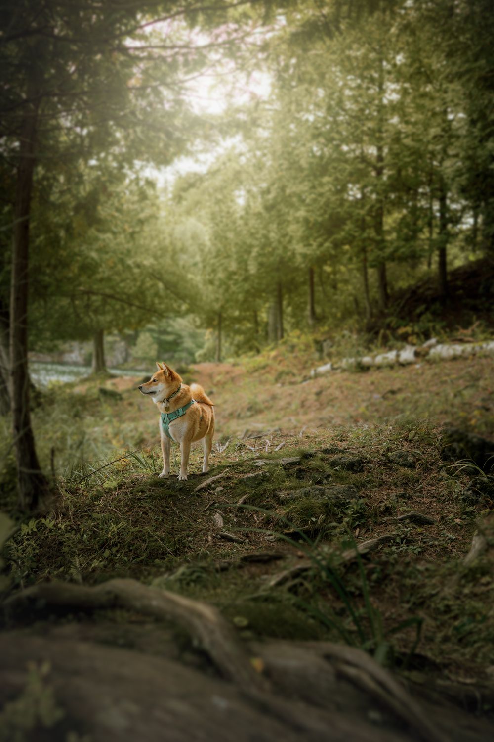 A Shiba Inu dog wearing a teal harness stands alert on a forest trail surrounded by tall green trees.