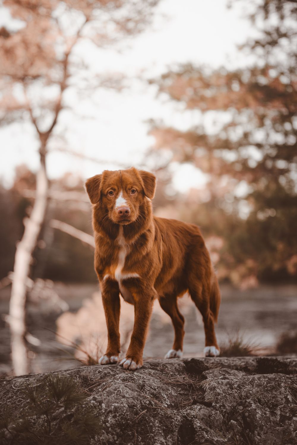 A reddish-brown Nova Scotia Duck Tolling Retriever stands on rocks outdoors in warm autumn light.