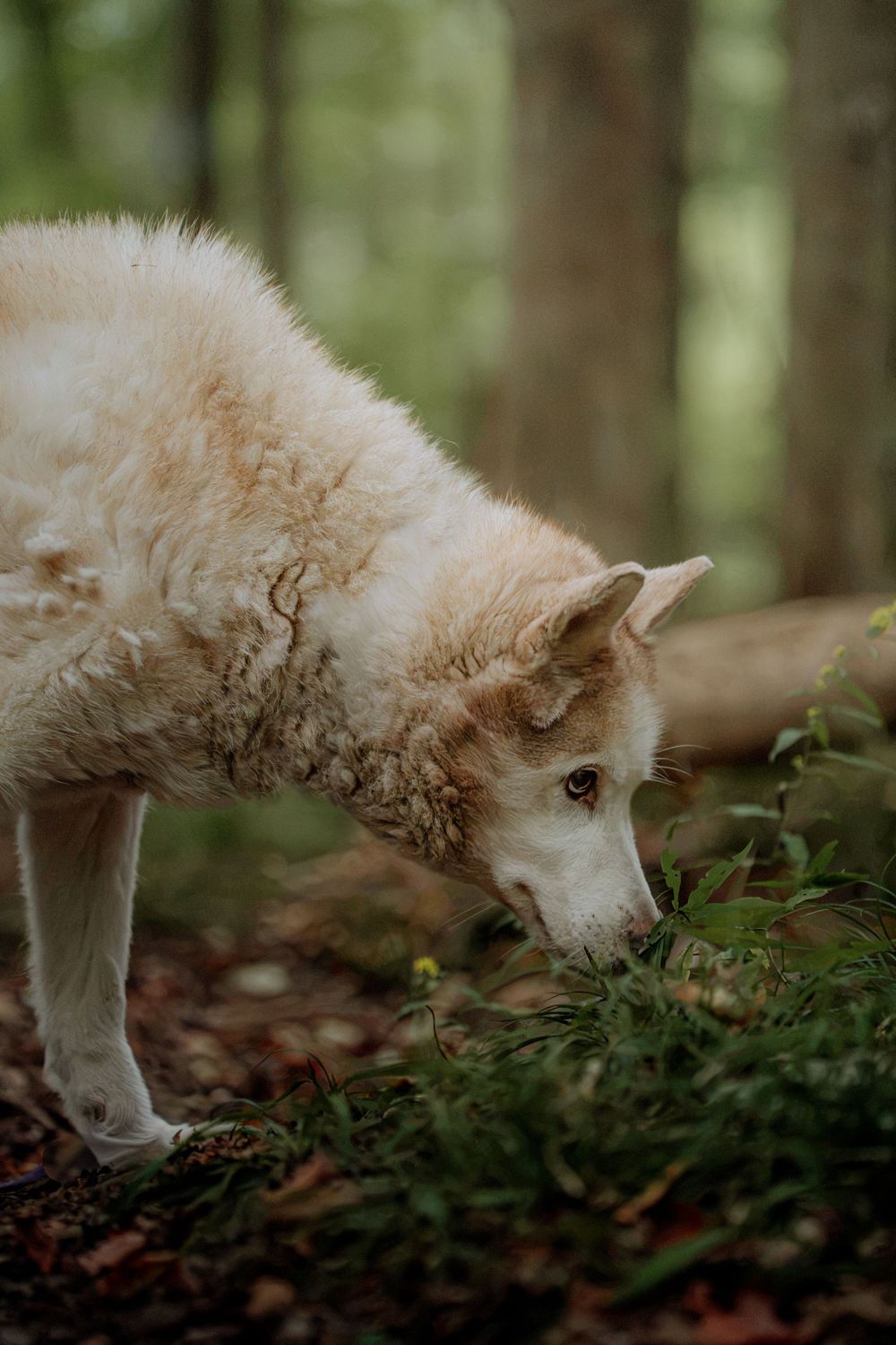 A white and tan Husky dog sniffs green plants on a forest floor surrounded by trees and fallen leaves.