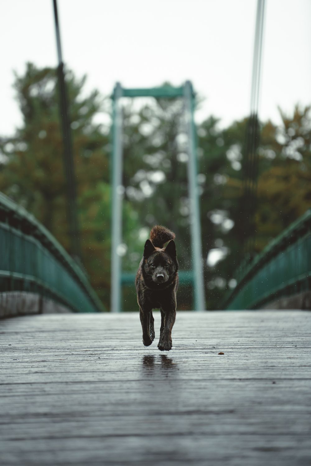 A dark brown puppy running across a wooden suspension bridge with green railings and trees in the background.