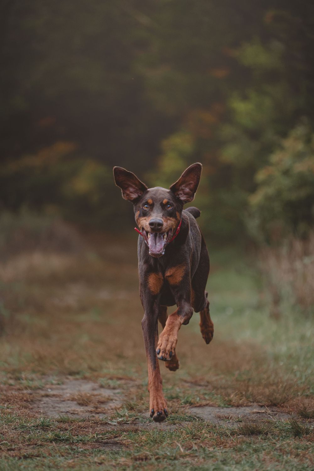 A brown and tan Doberman dog running energetically along a forest path in autumn.