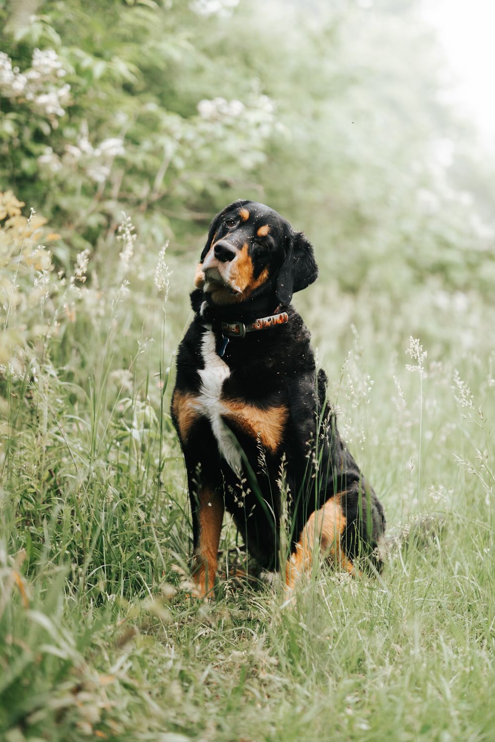 A majestic black and tan Rottweiler sits alert in a lush green meadow surrounded by wildflowers and tall grass.