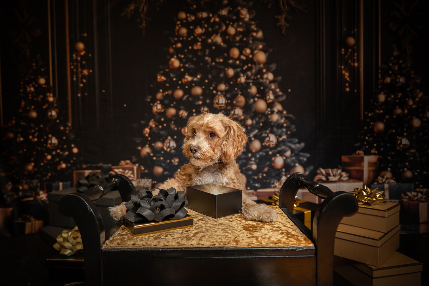 Adorable fluffy Cavapoo dog wearing a gold crown on dark bokeh background, looking regal and cute.