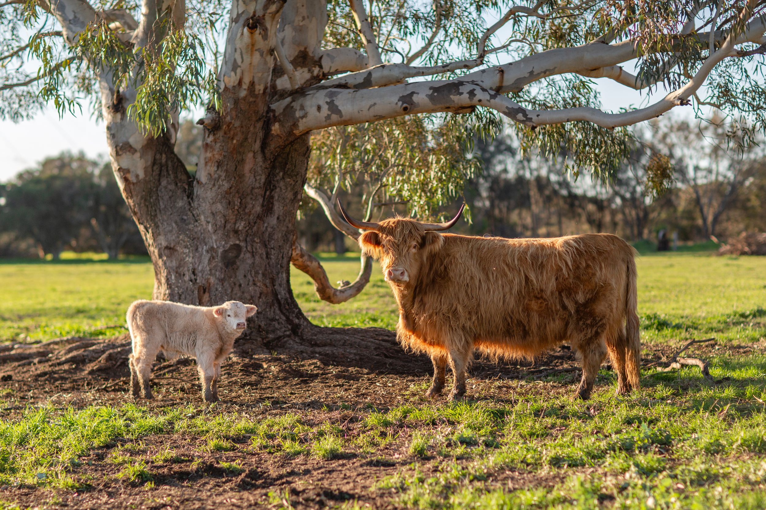 Two highland cows relaxing under a tree in Perth