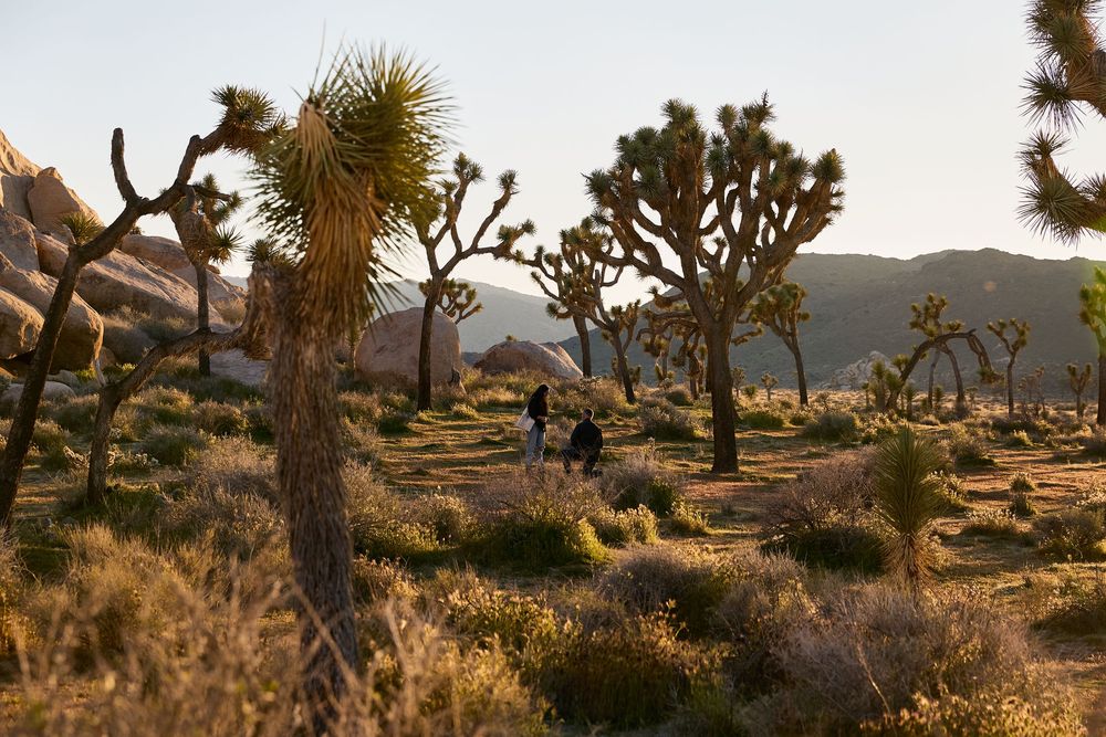 Two hikers explore a golden Joshua Tree desert landscape at sunset, surrounded by iconic yucca trees and rocky mountains.