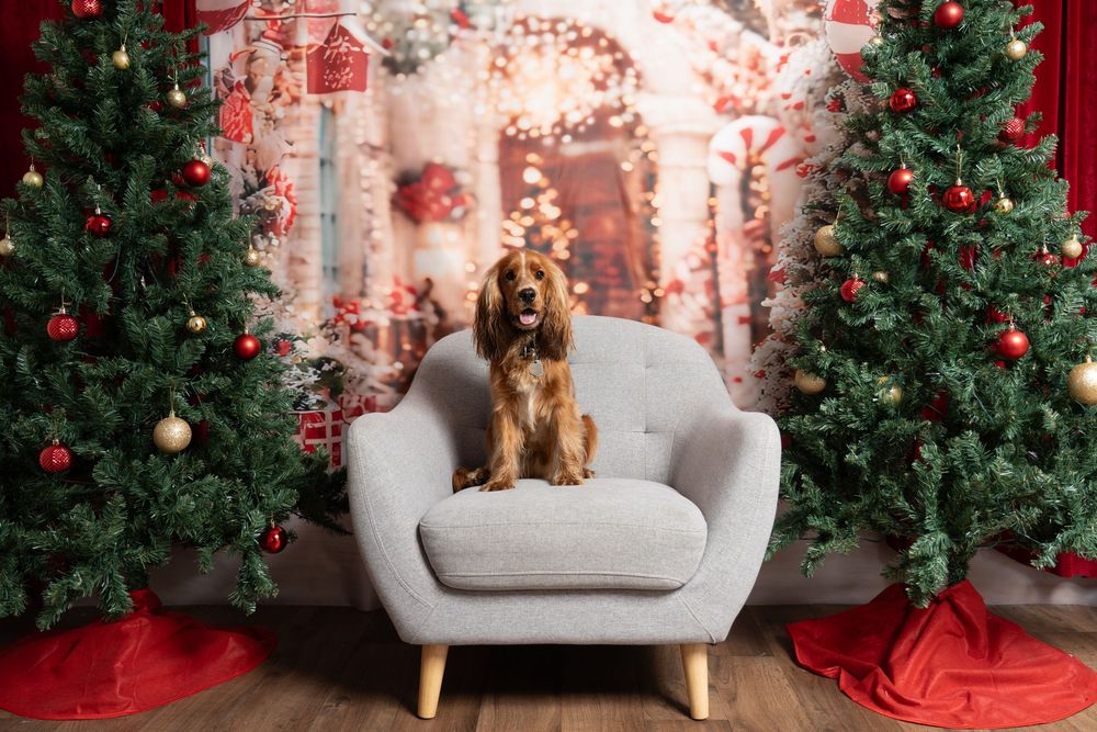 dog on chair in christmas photo setting