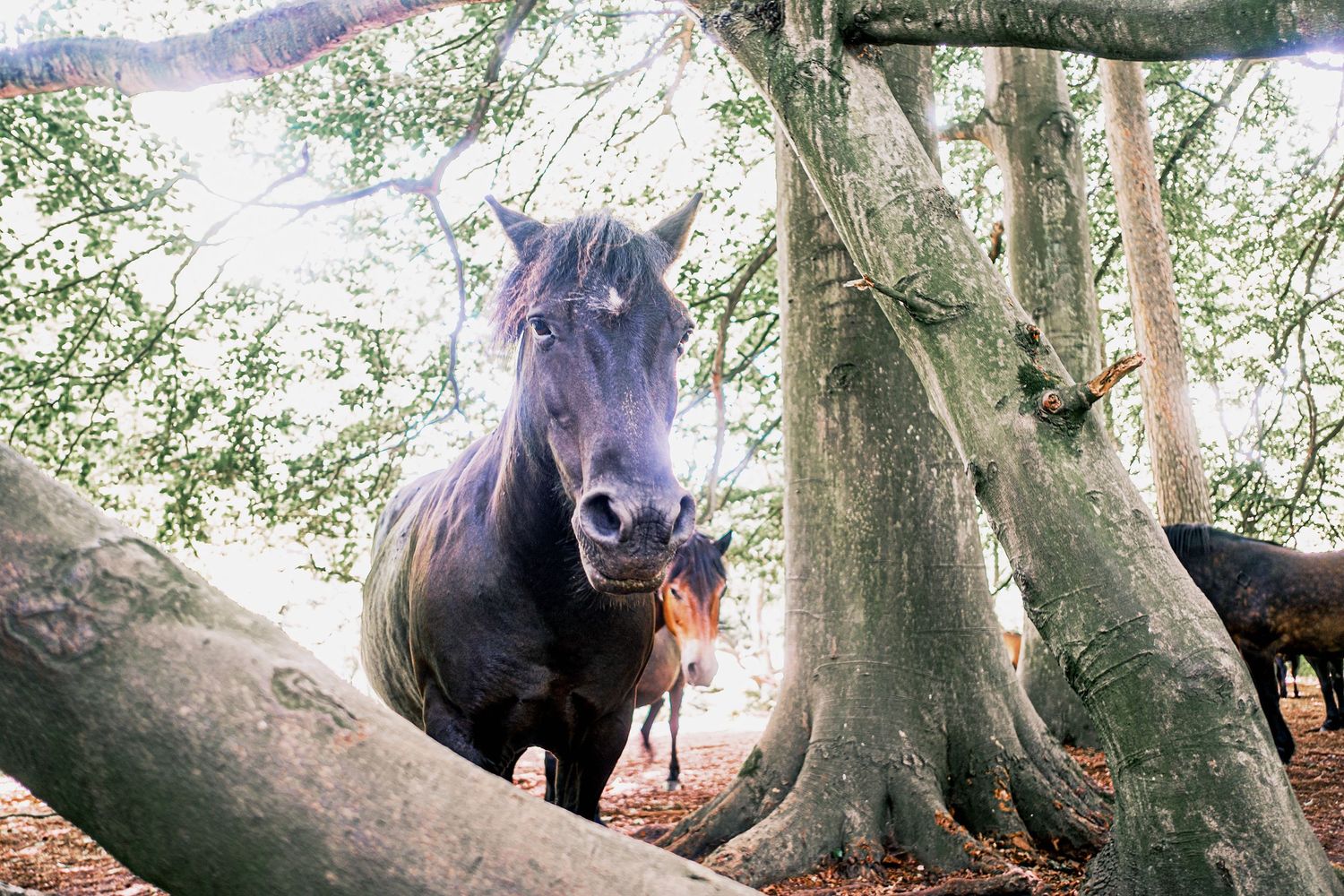 Suffolk Wildlife Trust: Dark horse standing among ancient trees in a sunlit woodland forest setting. Photographed by John Ferguson