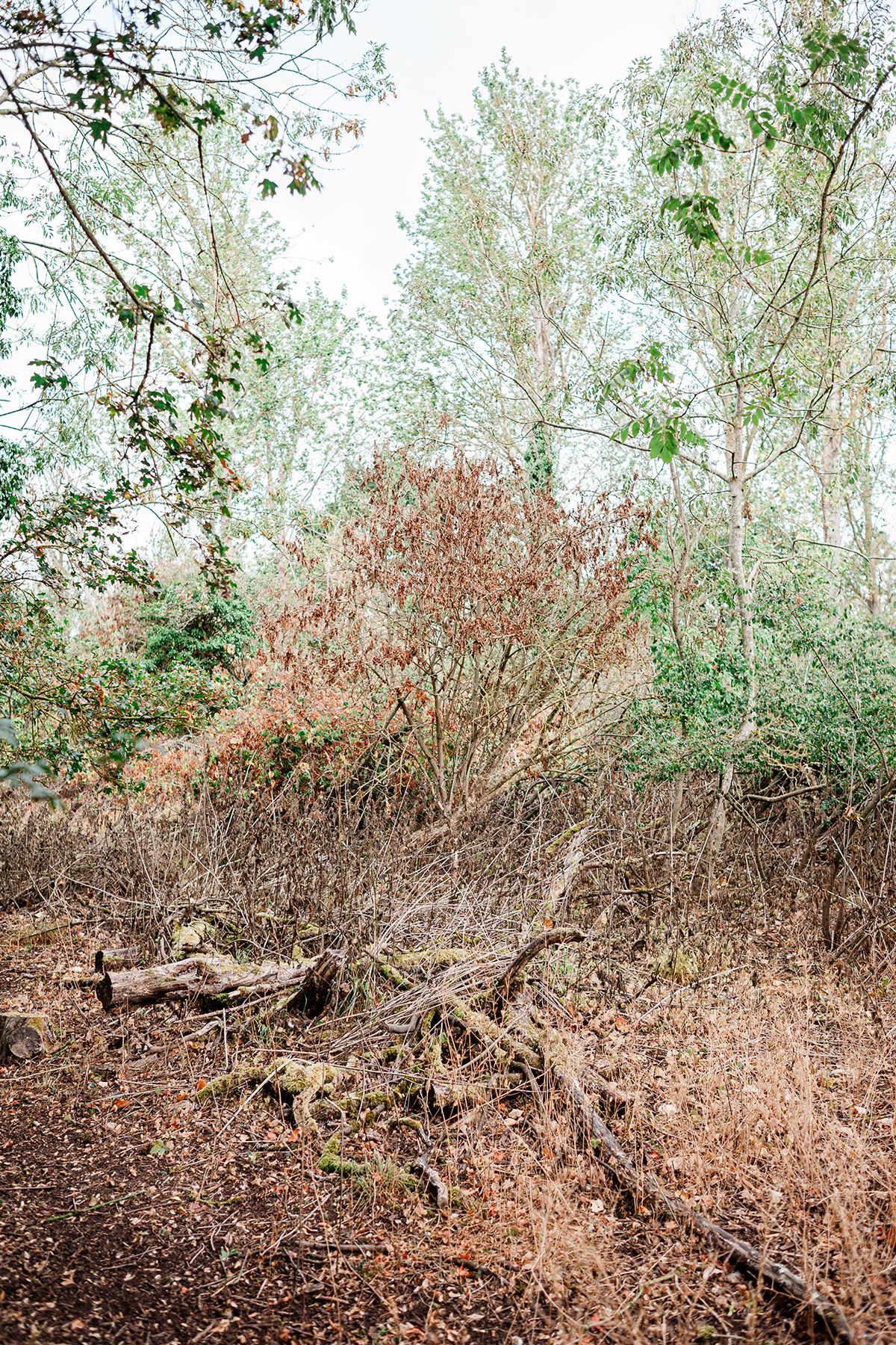 Autumn woodland scene with bare branches, red-leafed dead Elder tree, fallen logs, and tall birch trees against an overcast sky.