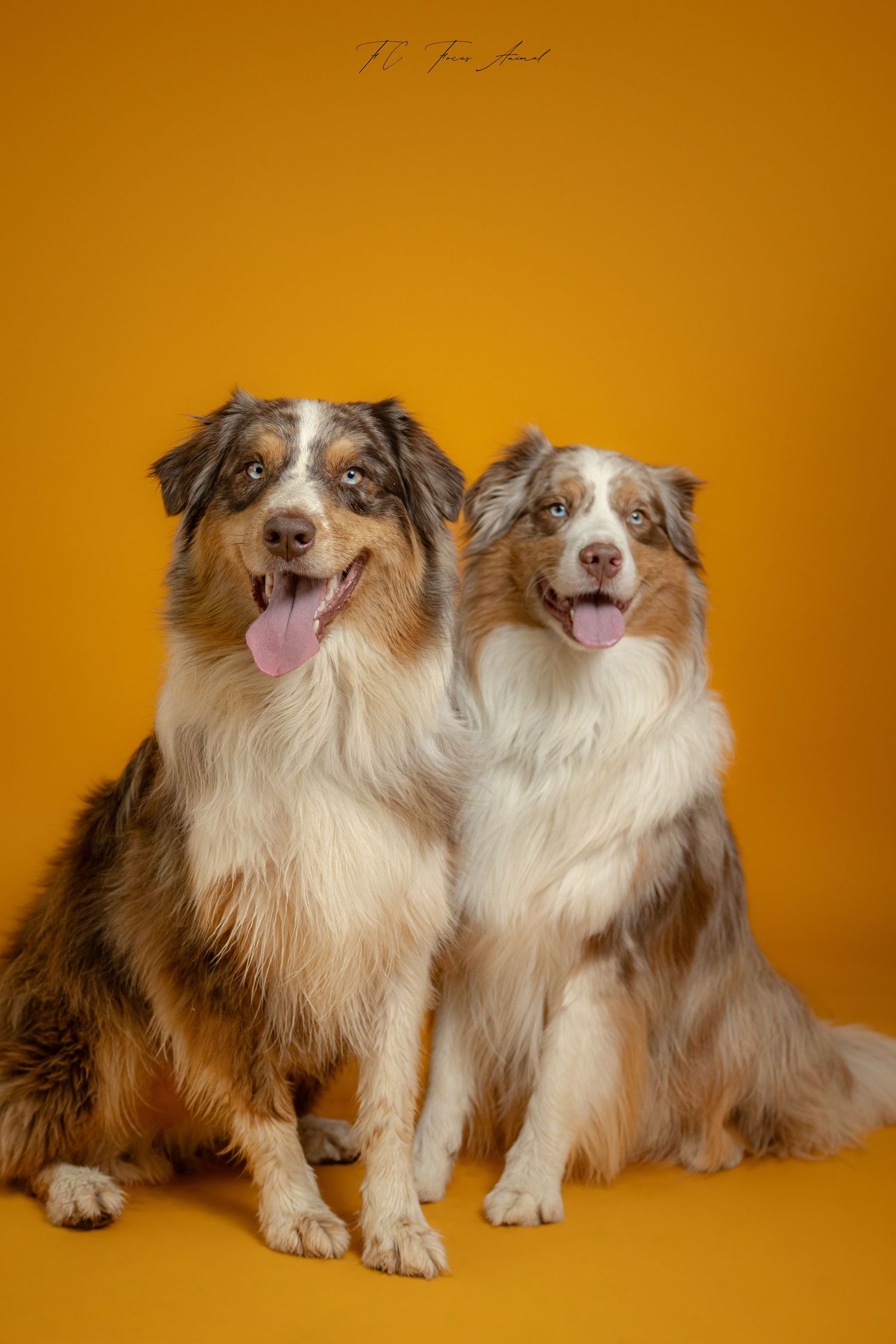 Chiens / Studio Photo