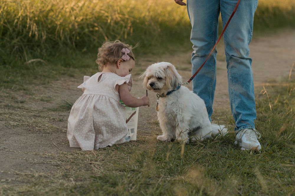 A toddler girl in a white dress pets a fluffy white dog on a leash held by an adult outdoors rouse hill family photoshoot