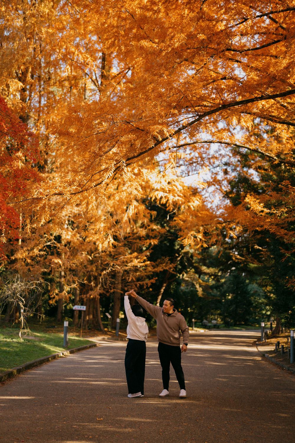 Couple pointing up at brilliant golden autumn trees lining a peaceful park pathway in fall season.