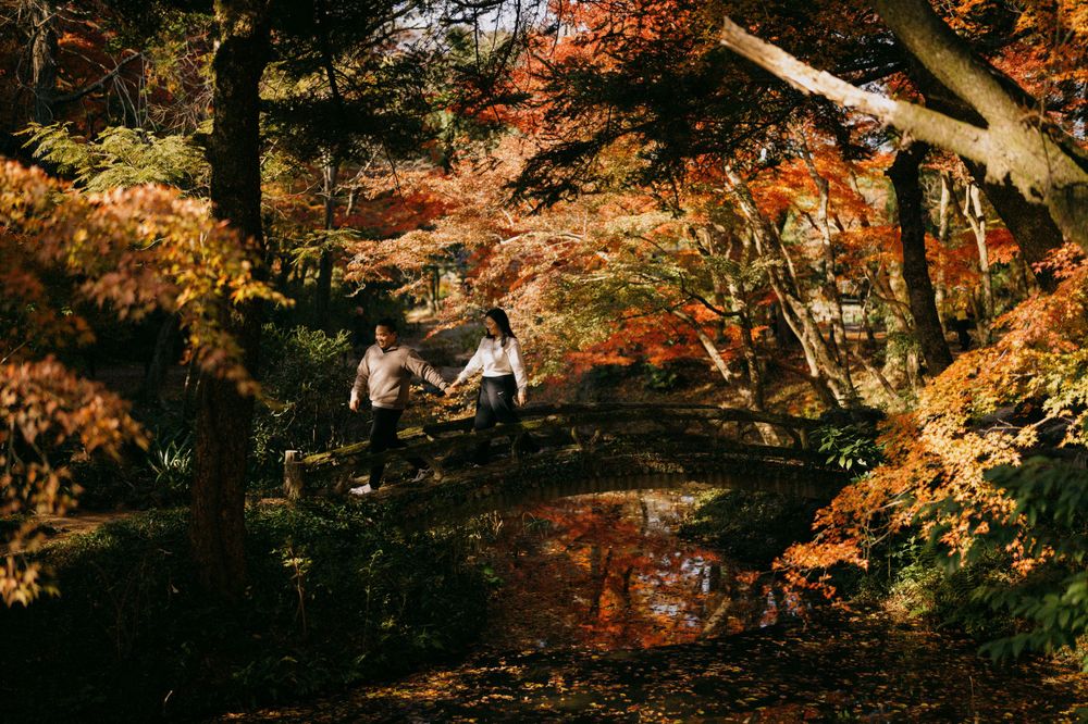 Couple holding hands walking through a stunning autumn Japanese garden with vibrant red foliage.