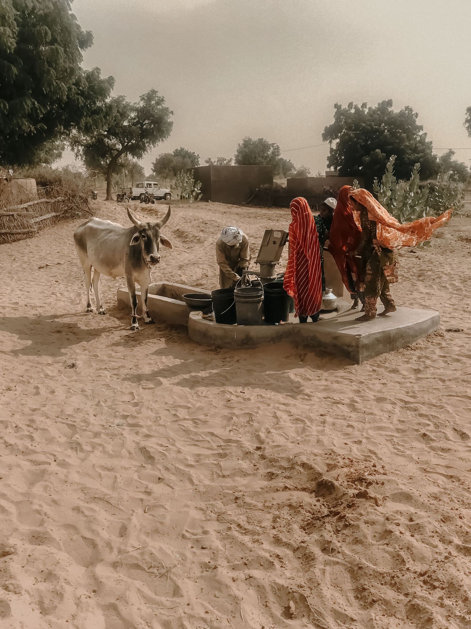 Women in colorful saris drawing water from a well beside a cow in a sandy desert village.