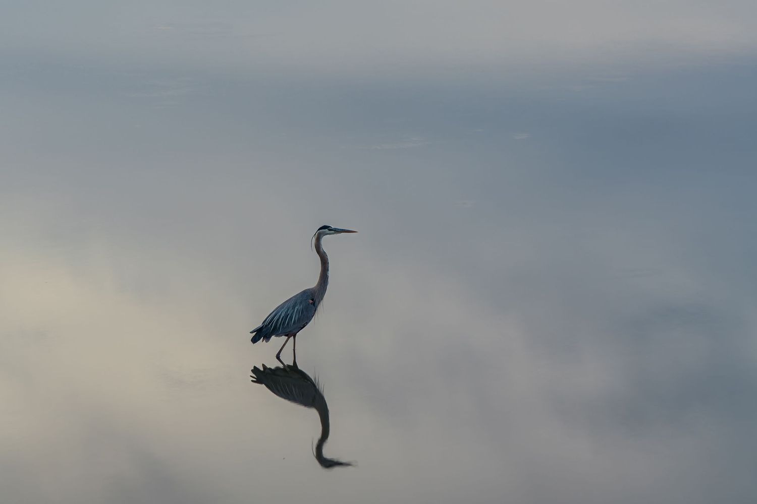 A great blue heron stands gracefully in still water, its reflection mirrored below against a soft, cloudy sky.