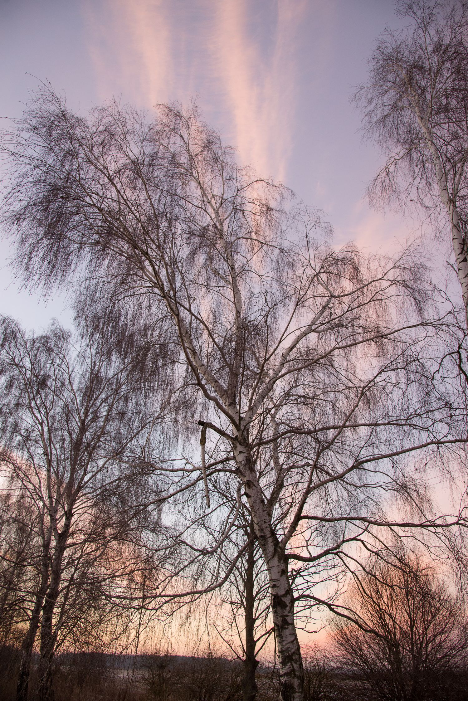 Betulle spoglie stagliate contro un cielo rosa al tramonto