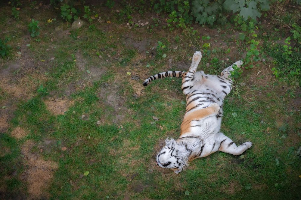 An aerial view of a tiger lying on its back on a grassy ground.
