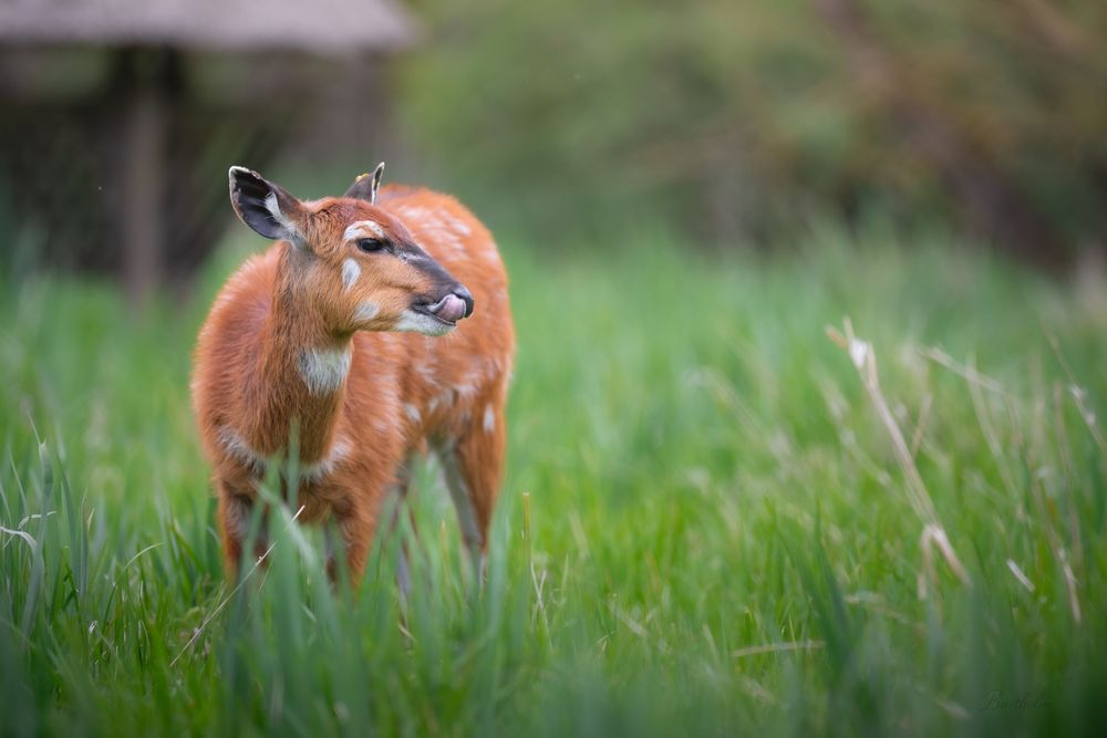 A young white-tailed deer fawn stands in tall green grass looking back over its shoulder.