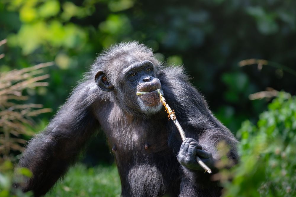 A chimpanzee sits outdoors holding a small stick to its mouth among green foliage.