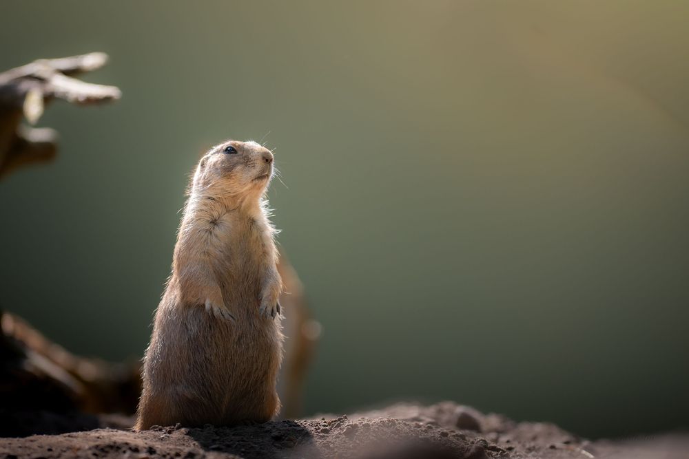 A prairie dog stands upright on sandy ground in warm backlit golden light.