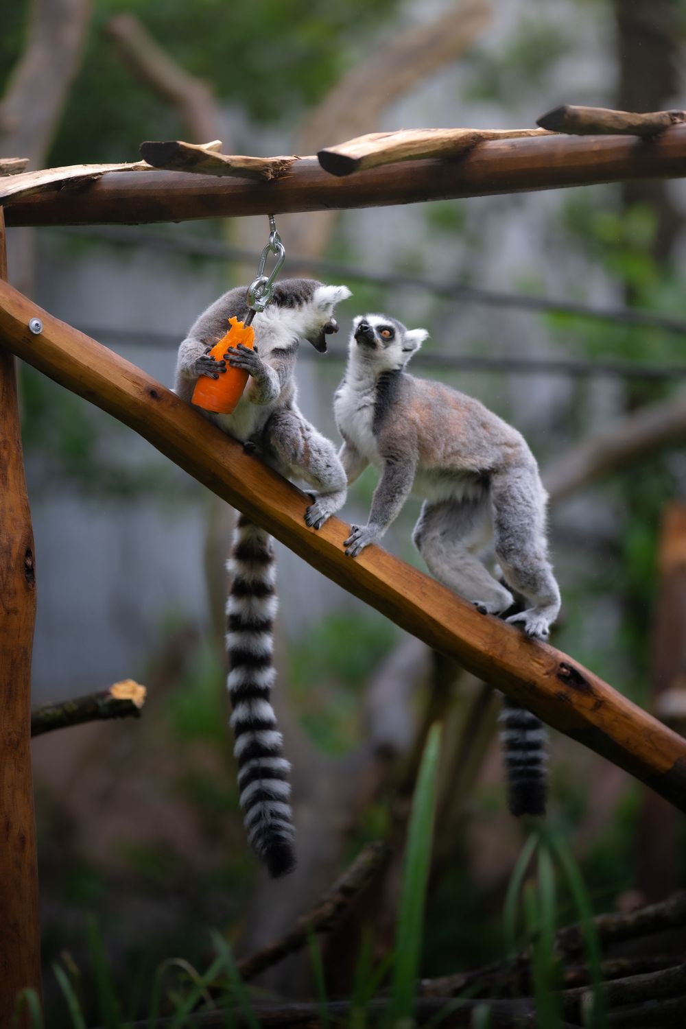 Two ring-tailed lemurs interact on wooden beams reaching for an orange food enrichment toy.