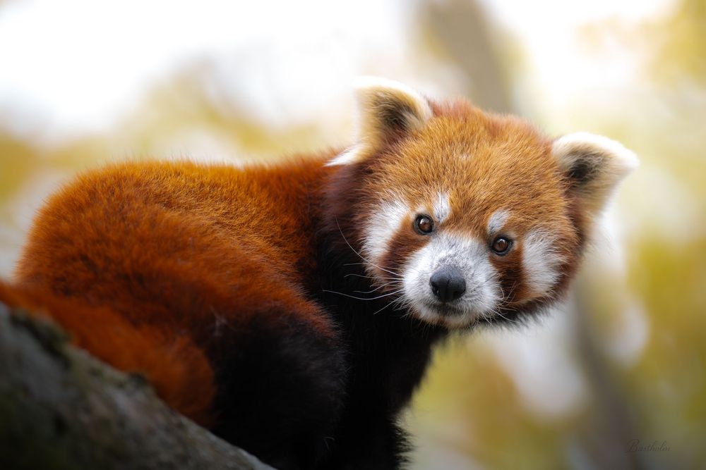 A red panda with vivid russet fur rests on a tree branch with a soft blurred background.