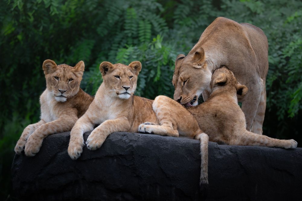 A lioness grooms one of three young lion cubs resting together on a dark rocky surface.