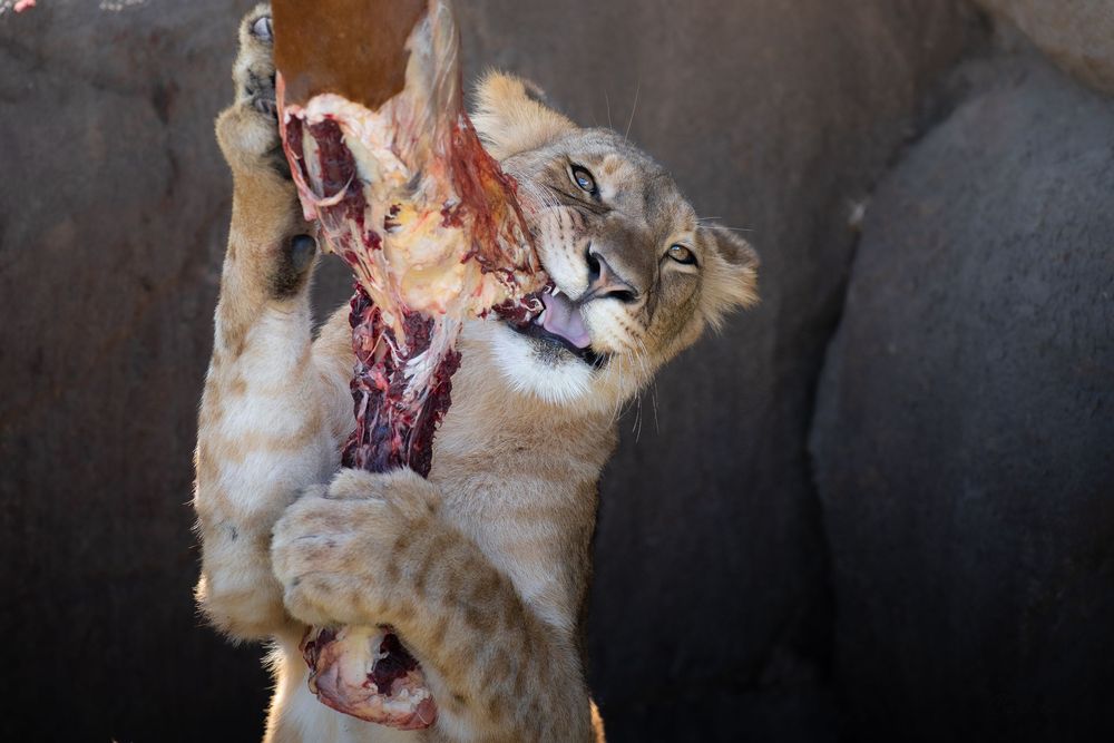 A young lion cub clutches a bloody piece of raw meat with its paws and teeth in the wild.