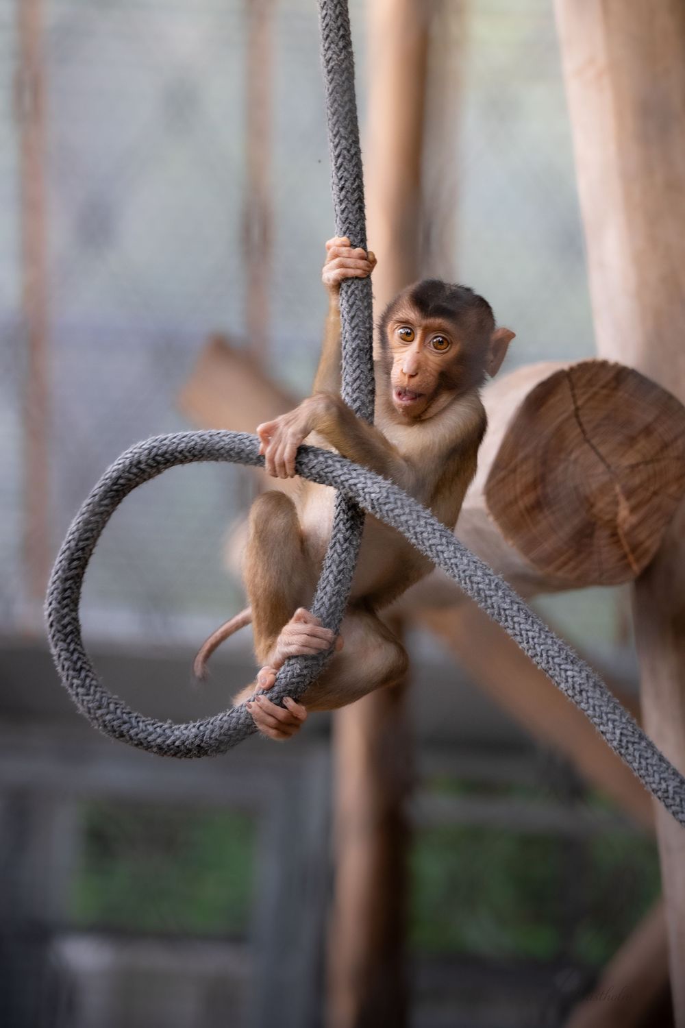 A baby monkey clings to a thick rope loop with wide eyes in an enrichment enclosure.