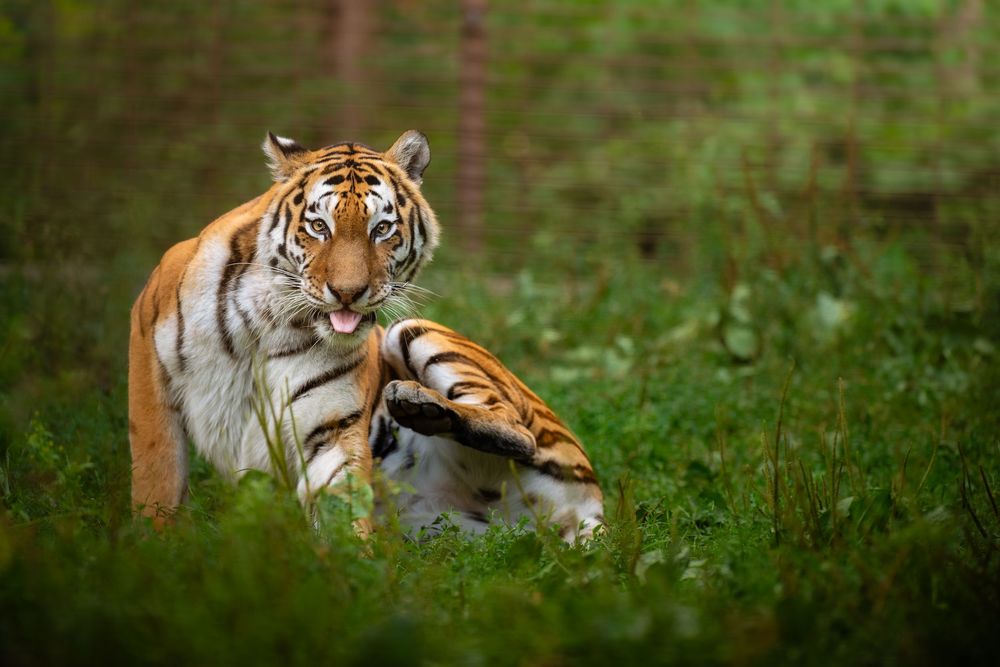 Two Siberian tigers interact playfully in a lush green forest clearing.