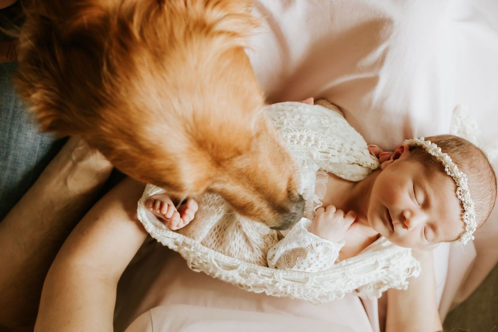 A golden retriever gently nuzzles a sleeping newborn baby wearing a lace outfit and floral headband.